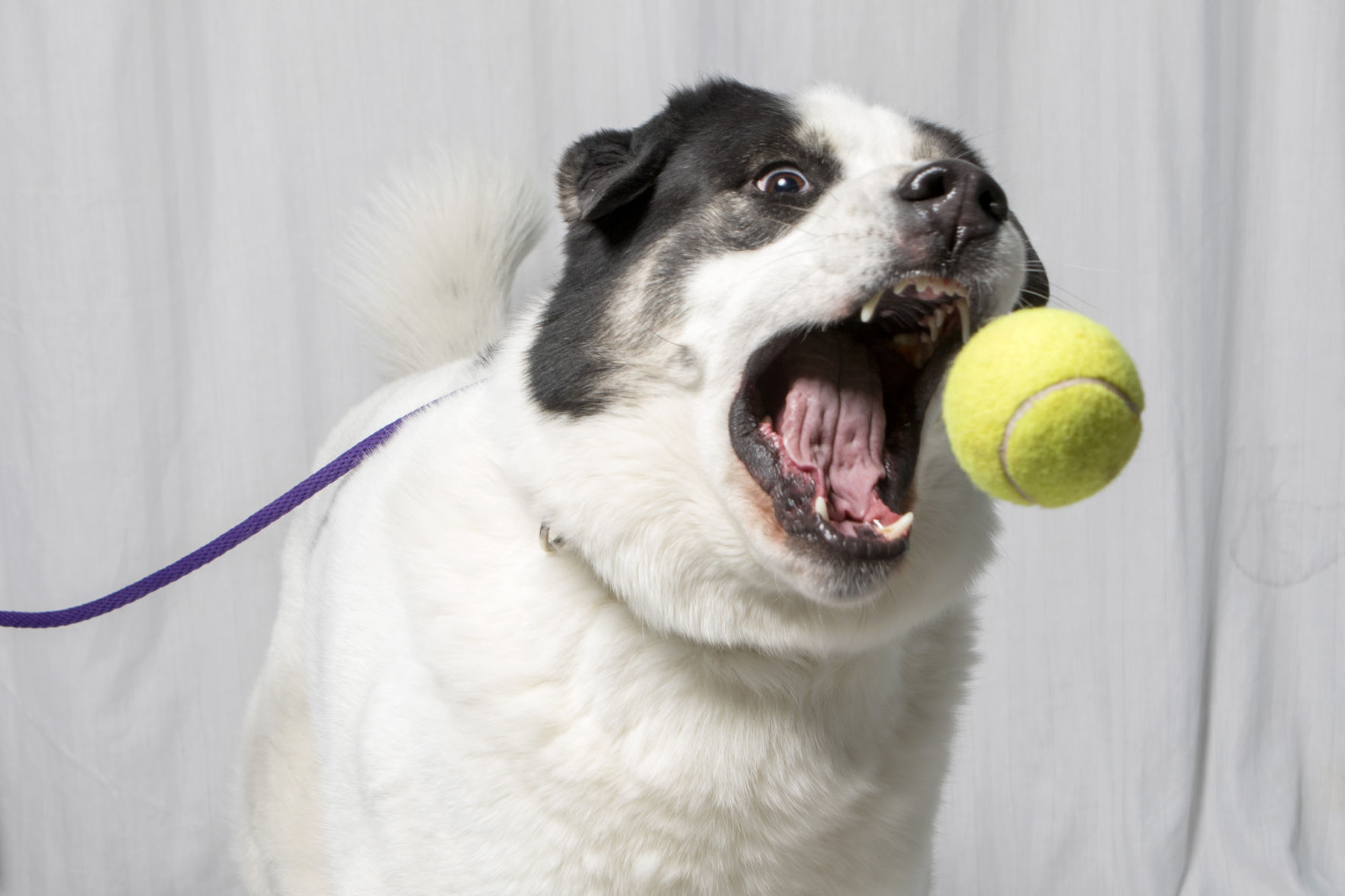 Pet of the week